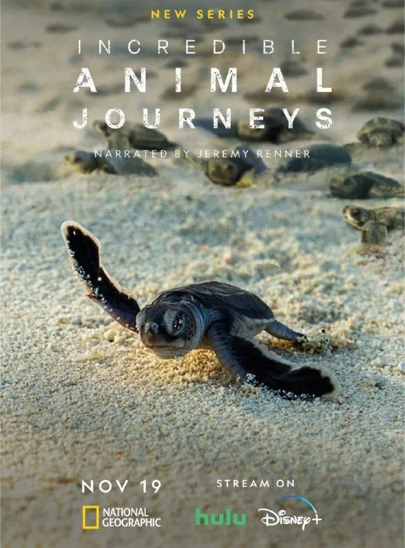 不可思议的动物之旅/生灵奇旅